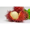 rambutan Árbol de Rambután