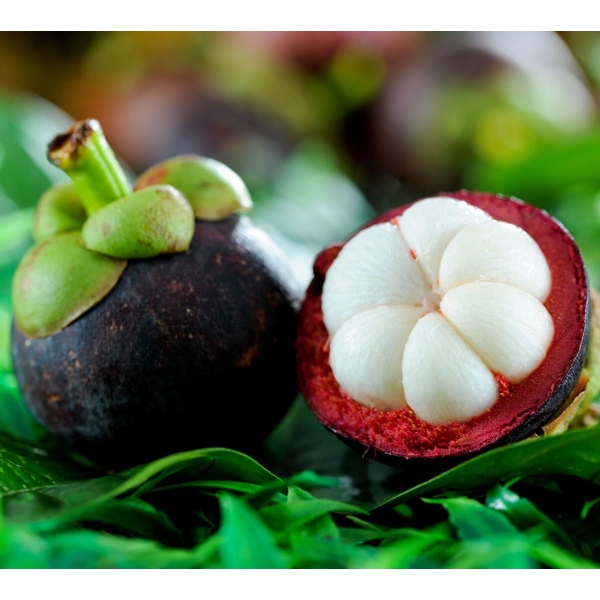 Mangostino exótico Mangostino Rey de las frutas