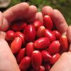 FRUTO MILAGROSO Árbol de Fruto milagroso