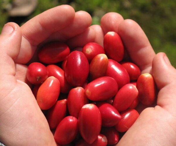 FRUTO MILAGROSO Árbol de Fruto milagroso