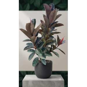 1785088515758 Caucho negro (Ficus elástica)
