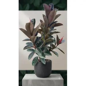 1785088515758 Caucho negro (Ficus elástica)