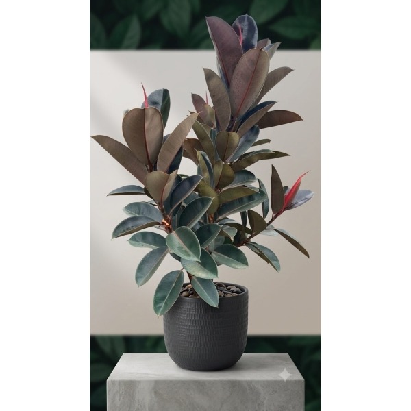Caucho negro (Ficus elástica)