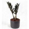 palma zeta negra Zamioculca Black - Raven