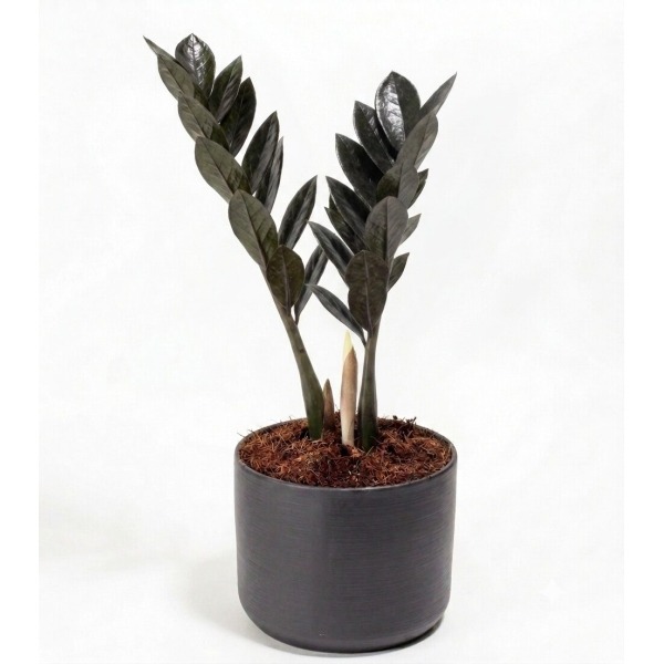 palma zeta negra Zamioculca Black - Raven